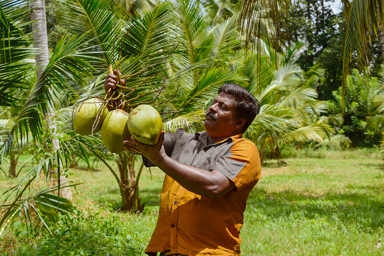 Keerthi Ranjith Ranwala, producteur expérimenté de noix de coco