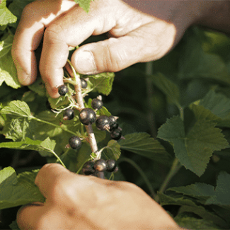 cassis et main producteur