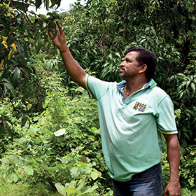 tushar chavan producteur de mangue